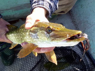 5/5 船釣り  Fishing team Rockers釣行記